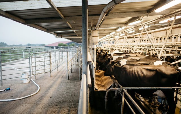 Cows in shed banner