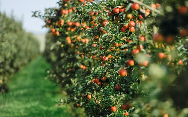apple-orchard-with-fruit-trees- Web res for banner