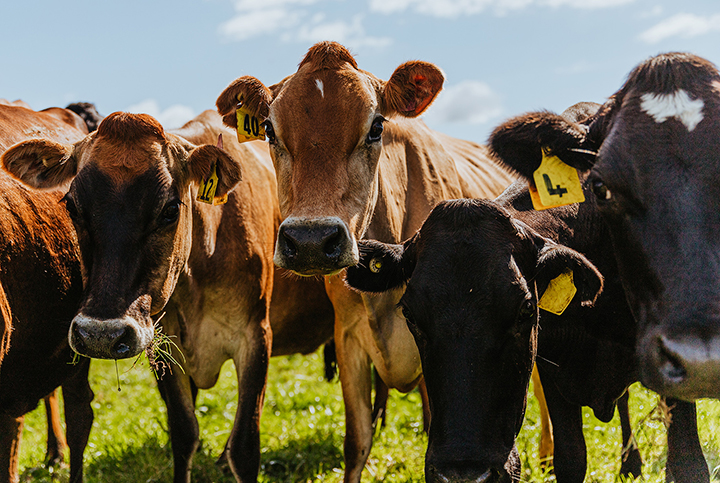 Cows in paddock 