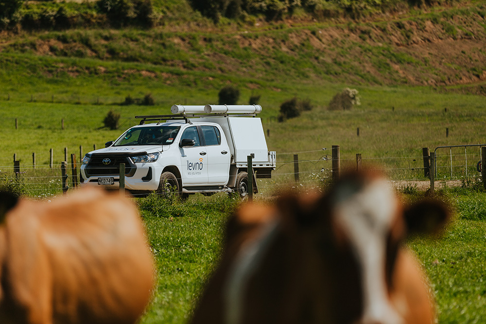 Levno ute with Cows