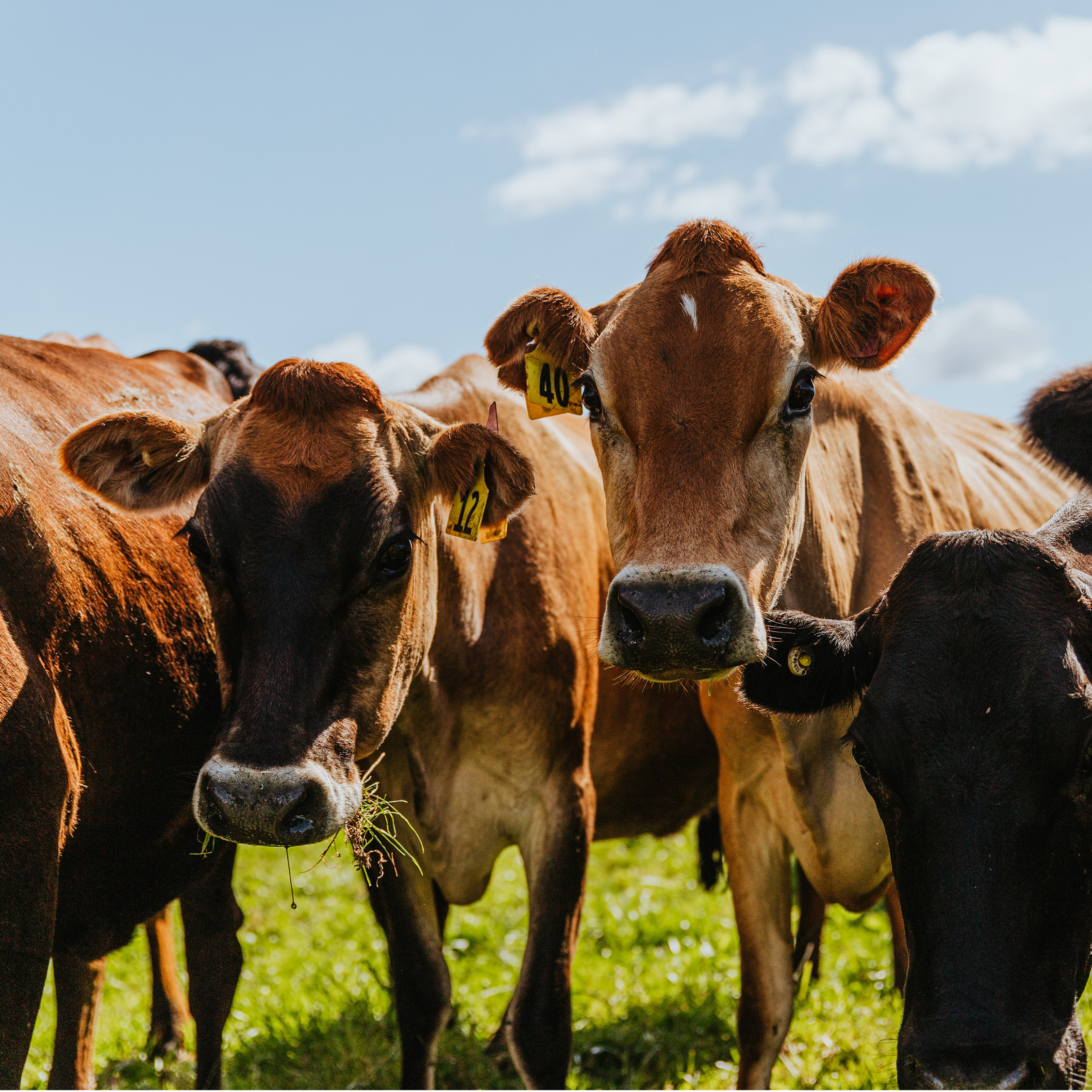 Milk - Social Post cows